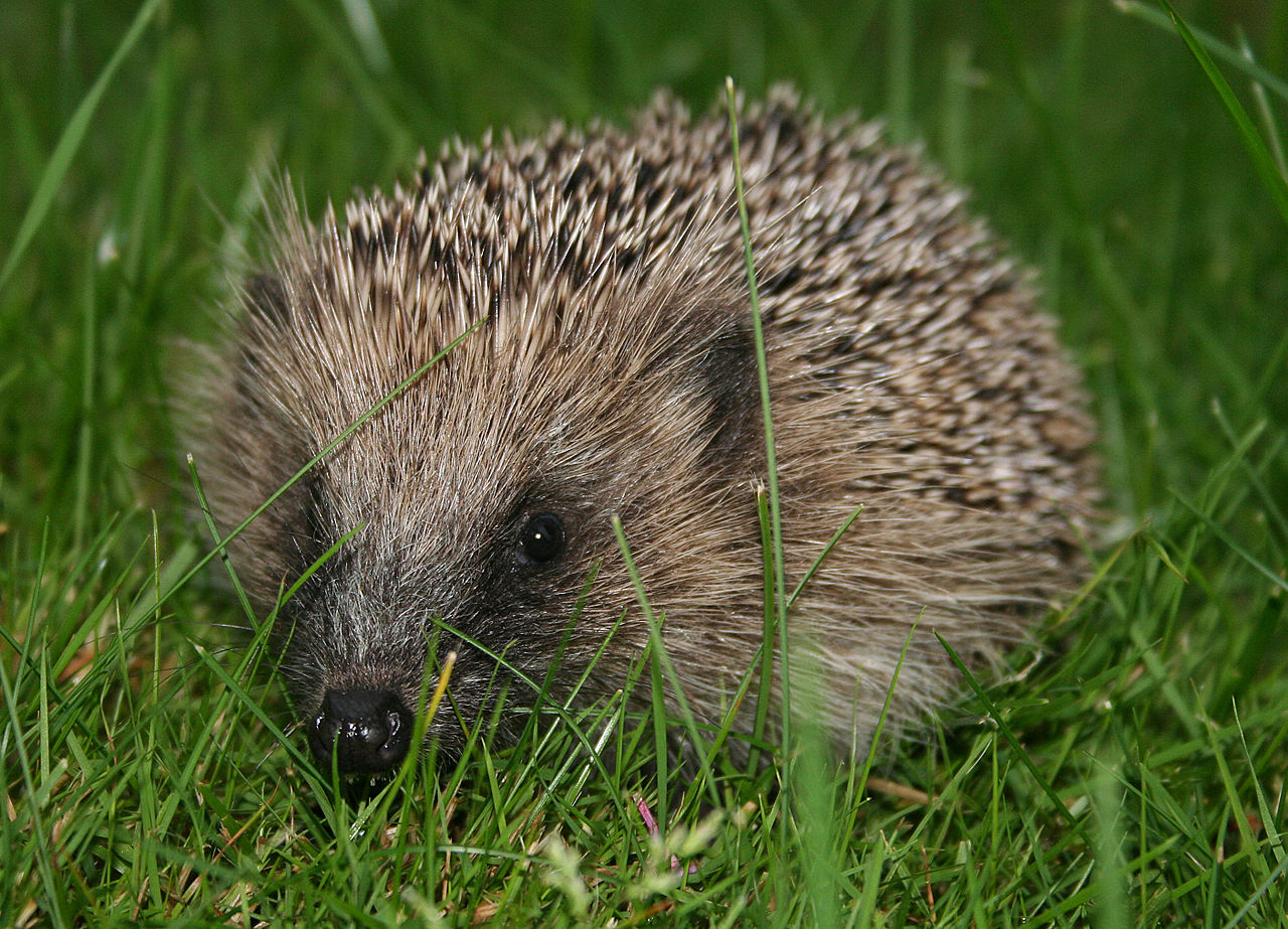 European_hedgehog_-Erinaceus_europaeus-