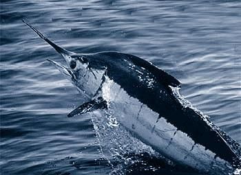 Atlantic_blue_marlin