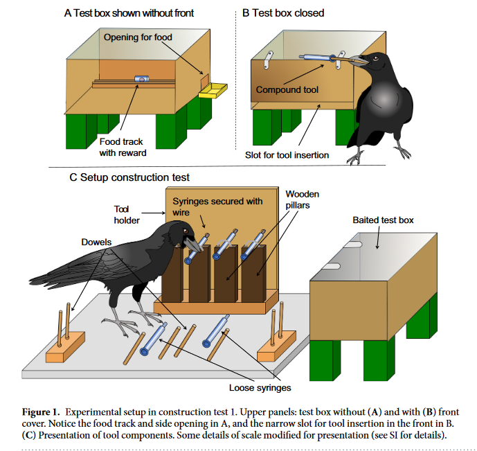 Screenshot_2018-10-28-Compound-tool-construction-by-New-Caledonian-crows---s41598-018-33458-z-pdf