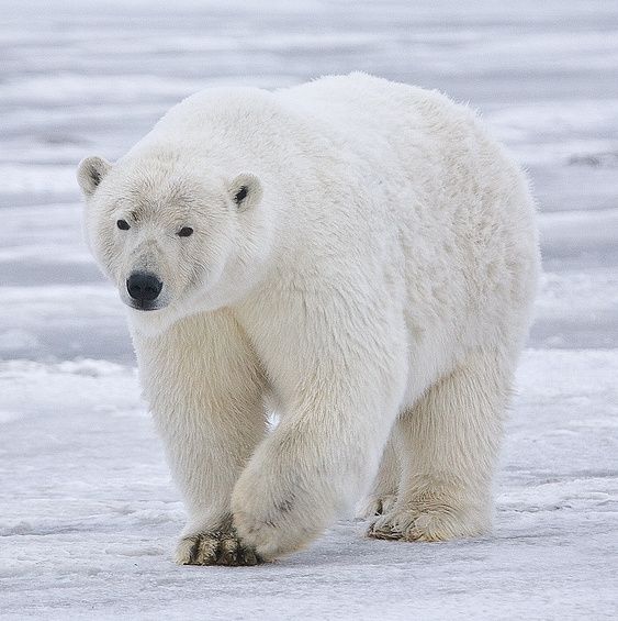 Polar_Bear_-Alaska-cropped-