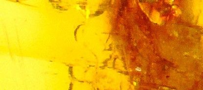 Baltic-amber-fossils-inclusions